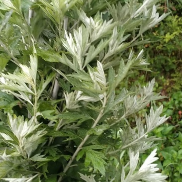 艾草