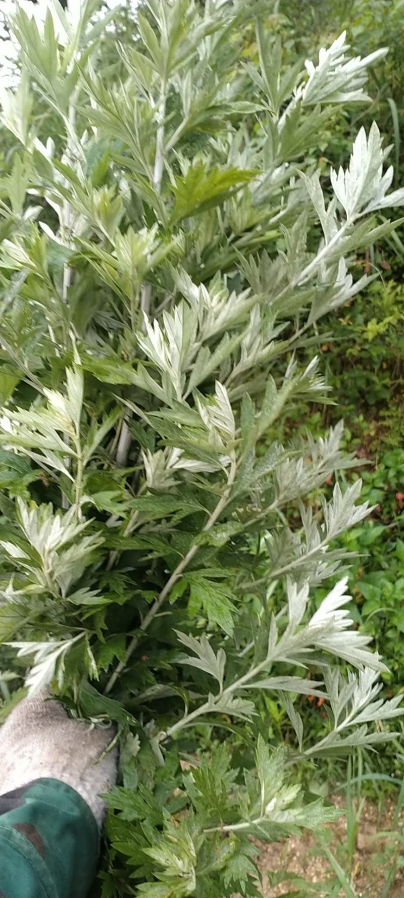 艾草