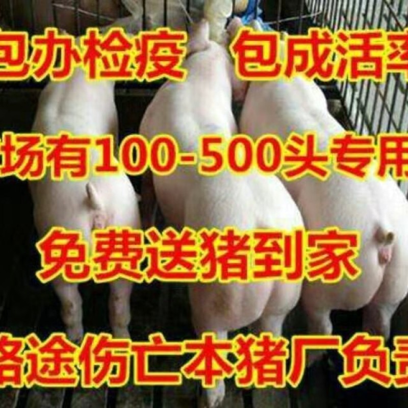 重庆猪场常年出售三元二元长白等育肥猪苗防疫到位