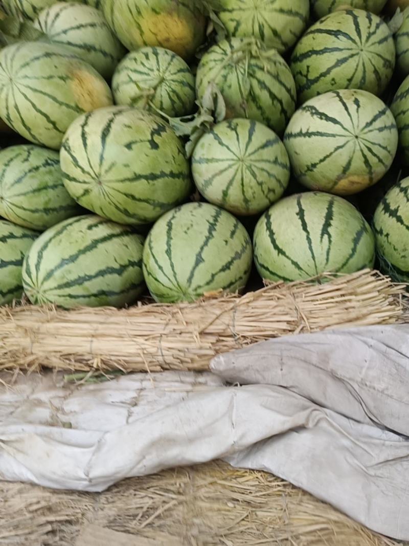 西龙系列九成熟左右高山货皮溥很甜现货大量上市中每天供5吨