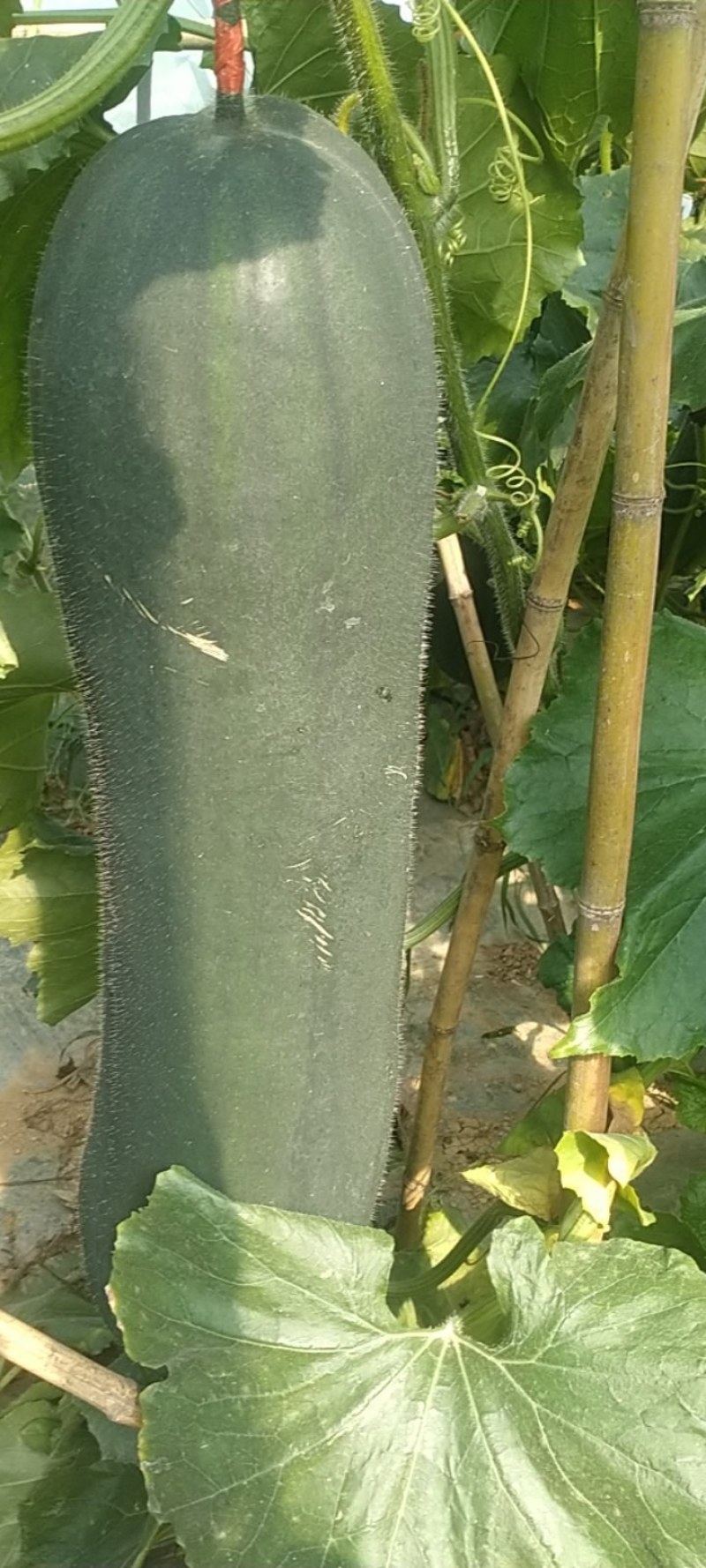 吊冬瓜