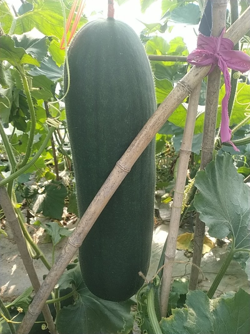 吊冬瓜