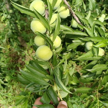 青脆李子批发，陕西青脆李子价格，蜂糖李子价格