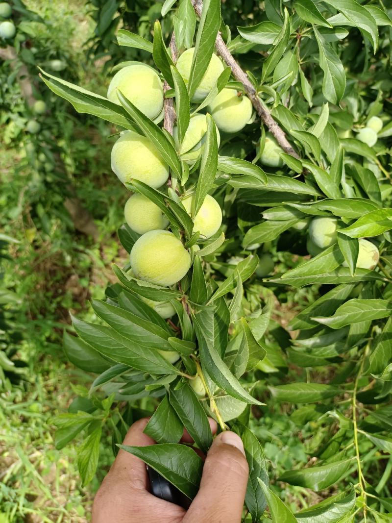 青脆李子批发，陕西青脆李子价格，蜂糖李子价格