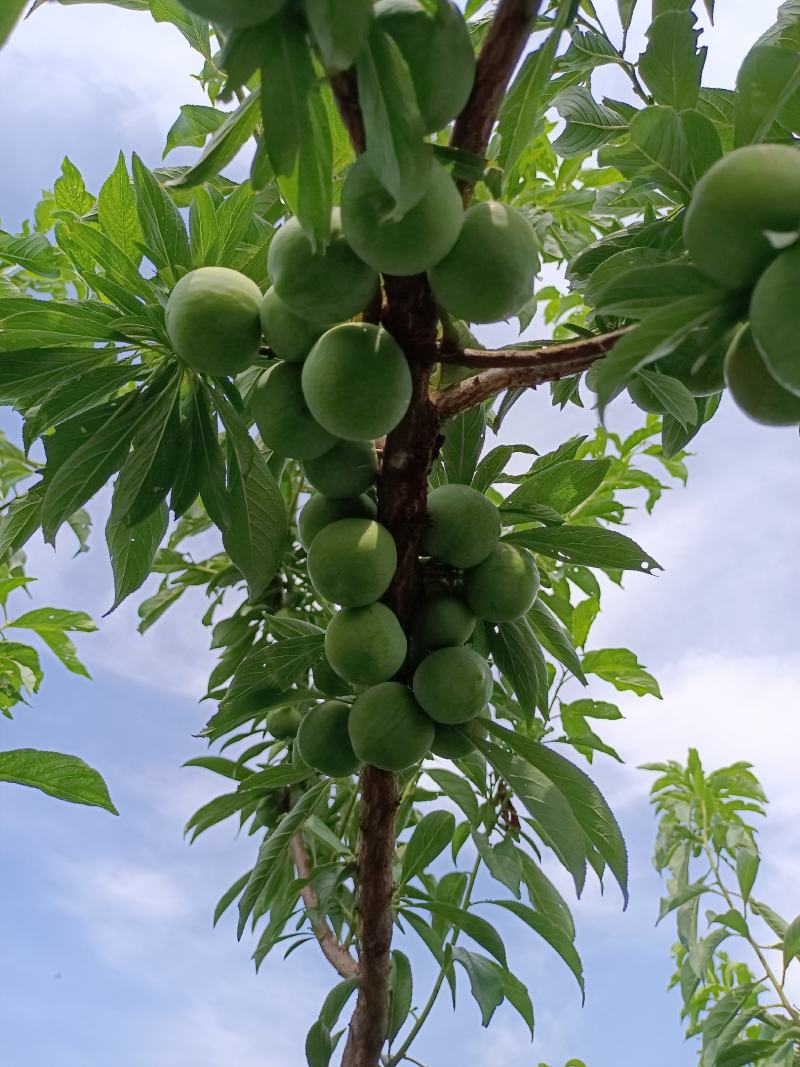 青脆李子批发，陕西青脆李子价格，蜂糖李子价格