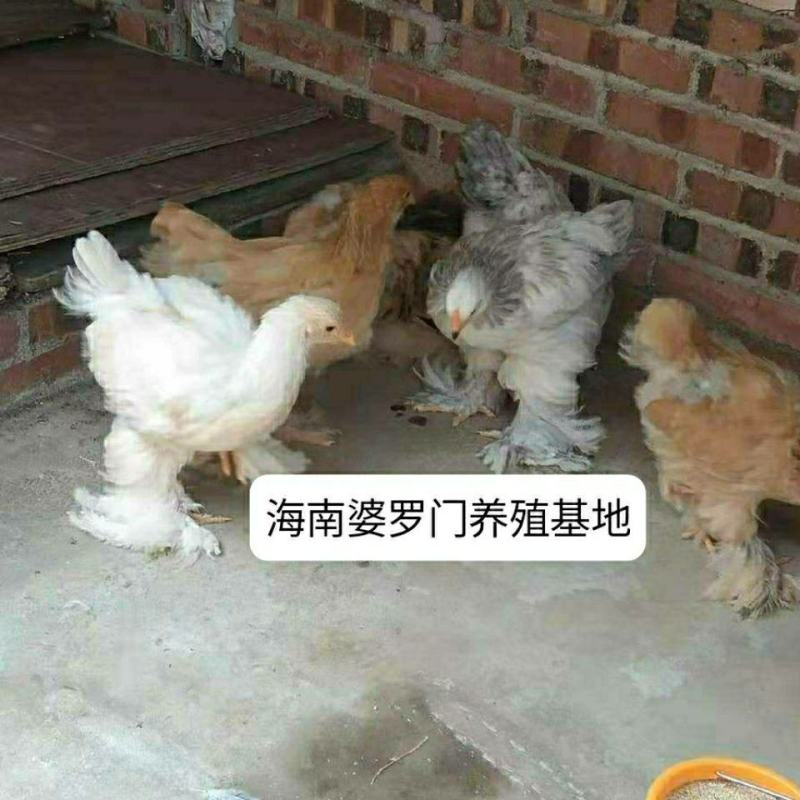 进口正宗巨型婆罗门梵天鸡种蛋受精蛋。多种颜。