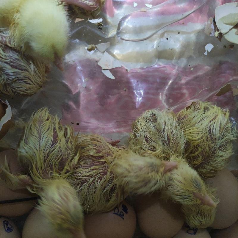 进口正宗巨型婆罗门梵天鸡种蛋受精蛋。多种颜。