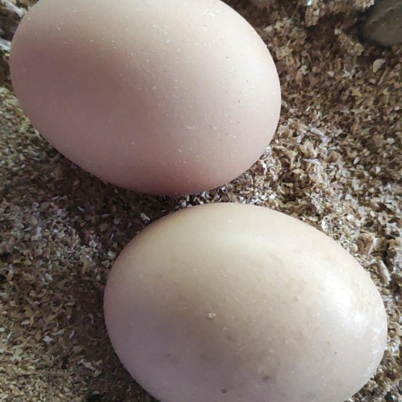 进口正宗巨型婆罗门梵天鸡种蛋受精蛋。多种颜。