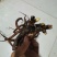 基地直销芍药苗芍药品种规格齐全保质保量供货