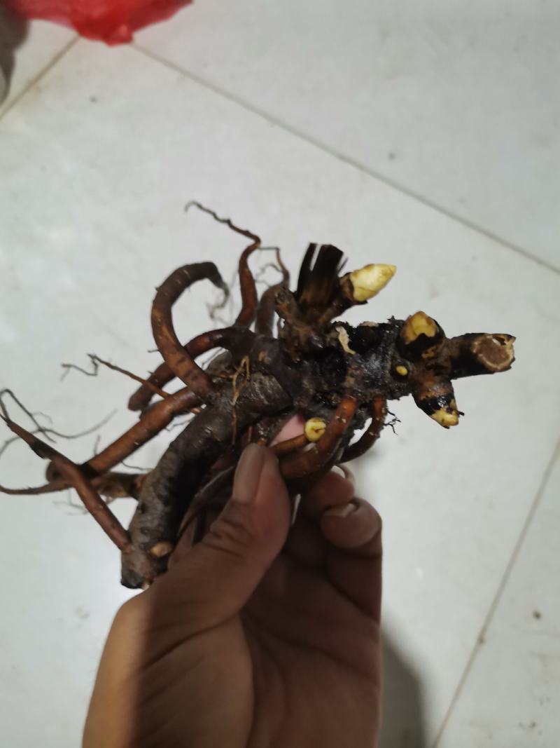 基地直销芍药苗芍药品种规格齐全保质保量供货