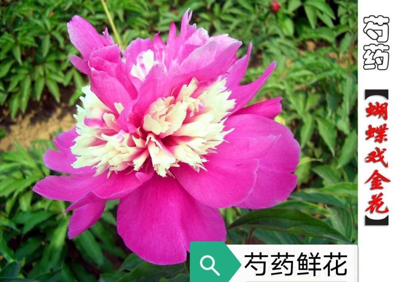 基地直销芍药苗芍药品种规格齐全保质保量供货