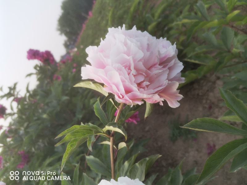 基地直销芍药苗芍药品种规格齐全保质保量供货