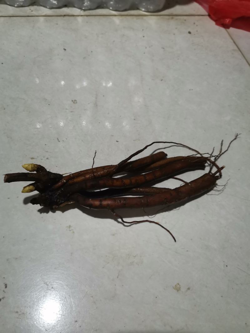 基地直销芍药苗芍药品种规格齐全保质保量供货