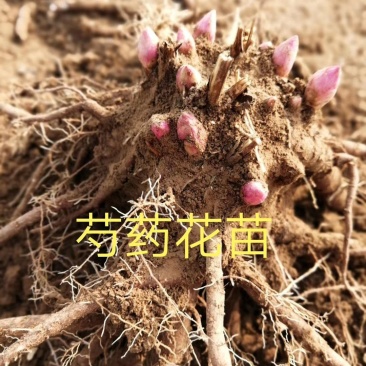 基地直销芍药苗芍药品种规格齐全保质保量供货