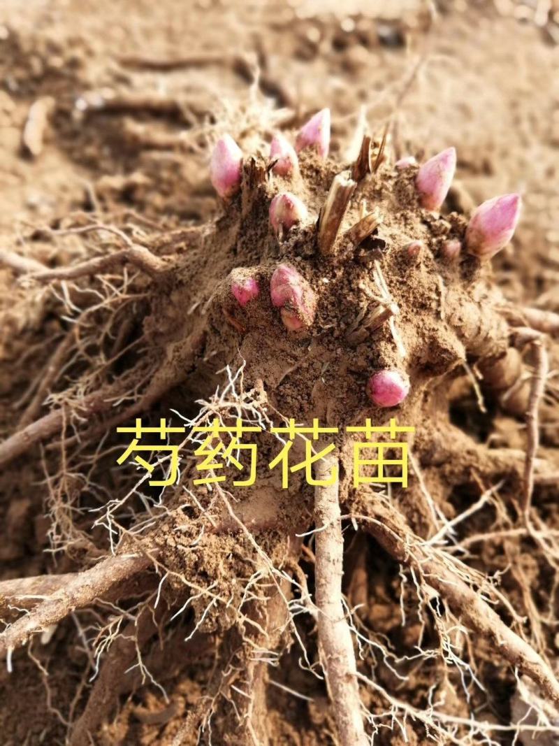 基地直销芍药苗芍药品种规格齐全保质保量供货