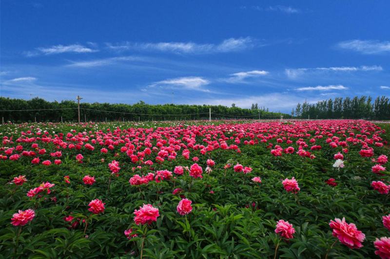 基地直销芍药苗芍药品种规格齐全保质保量供货