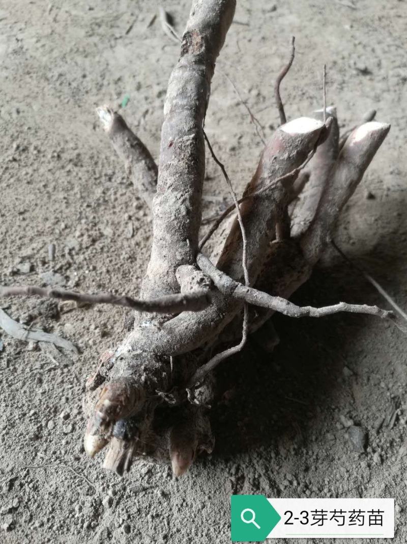 基地直销芍药苗芍药品种规格齐全保质保量供货