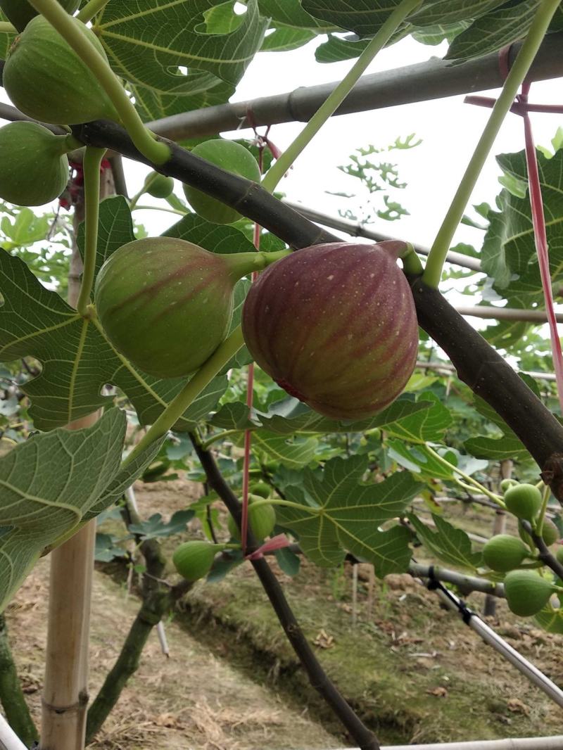 无花果波姬红红果大果