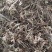 凉粉草～1公斤起售～质量保证~量大从优~