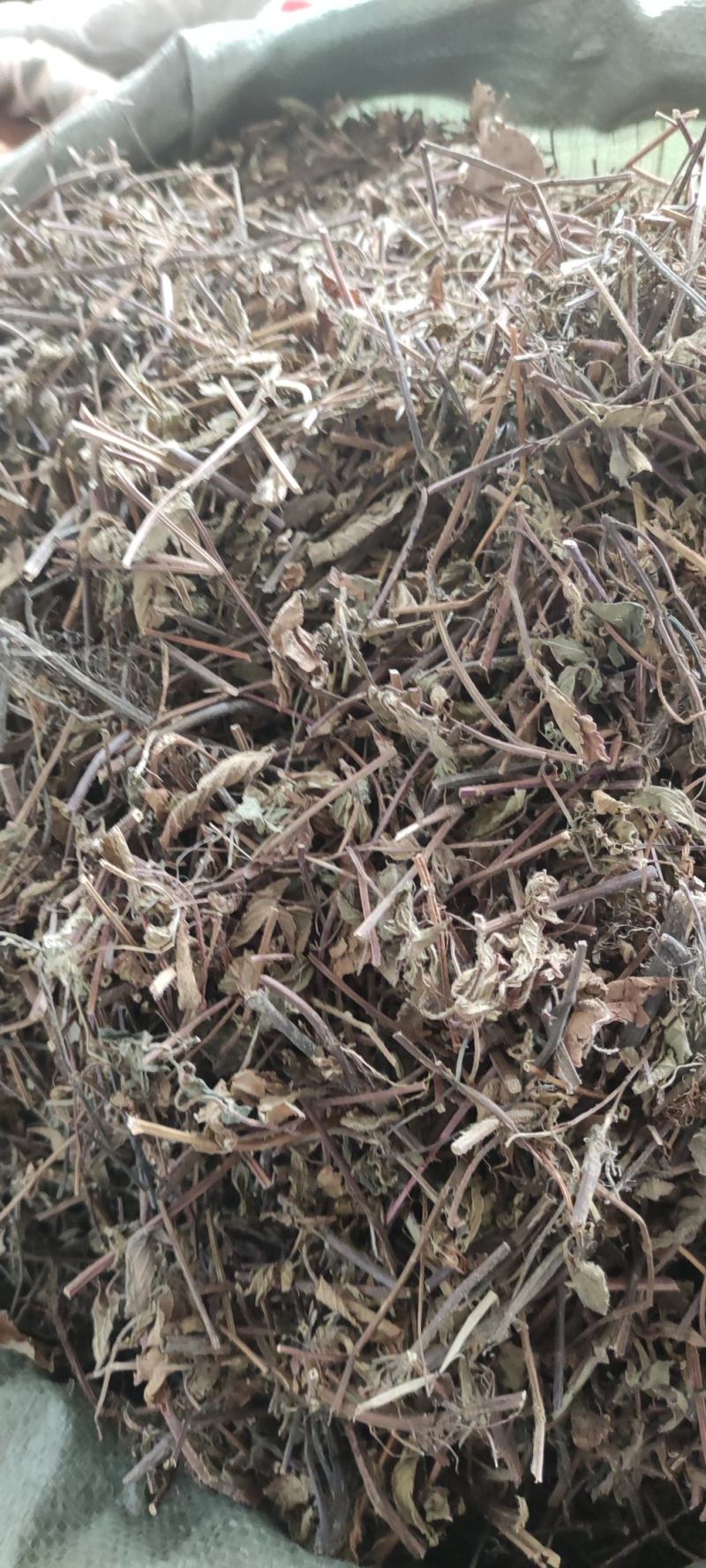 凉粉草～1公斤起售～质量保证~量大从优~