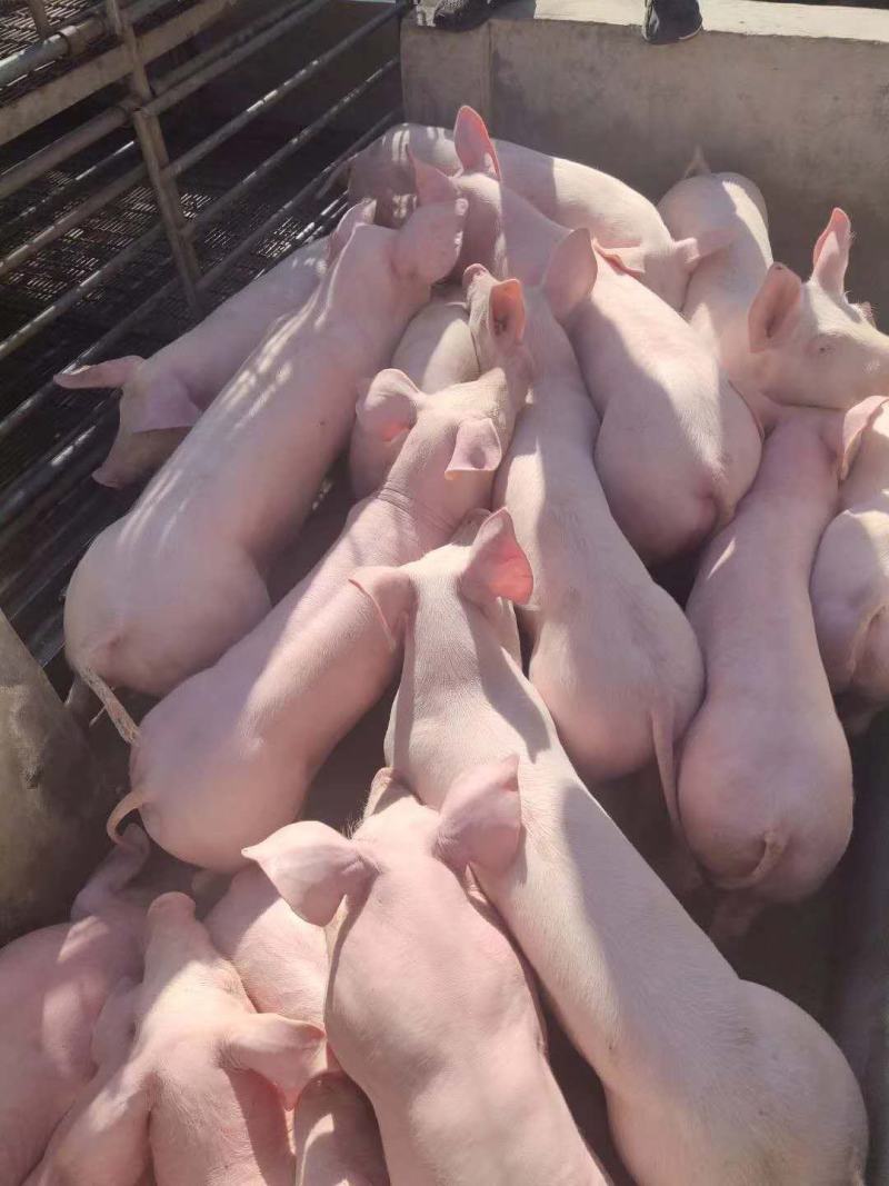 广西猪场大量供应优良仔猪，品种齐全，价格优惠，诚信经营，