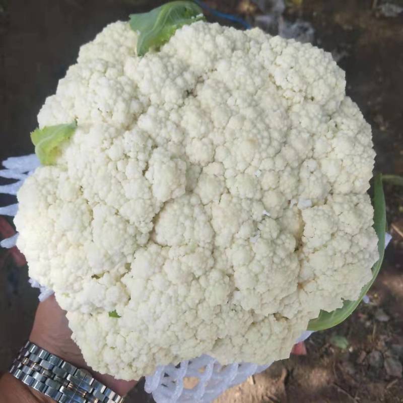 菜花有机花菜质量保证大量上市一手货源欢迎选购