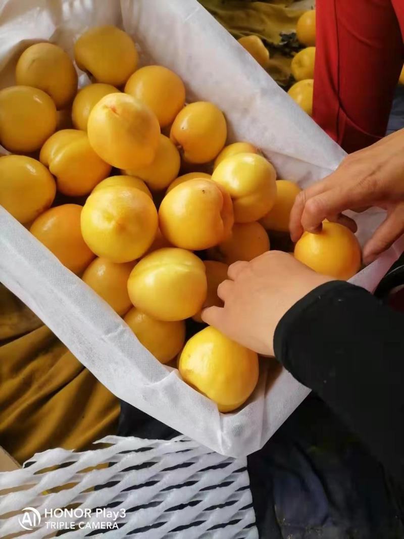黄油桃上市，，需要老板可以联系我