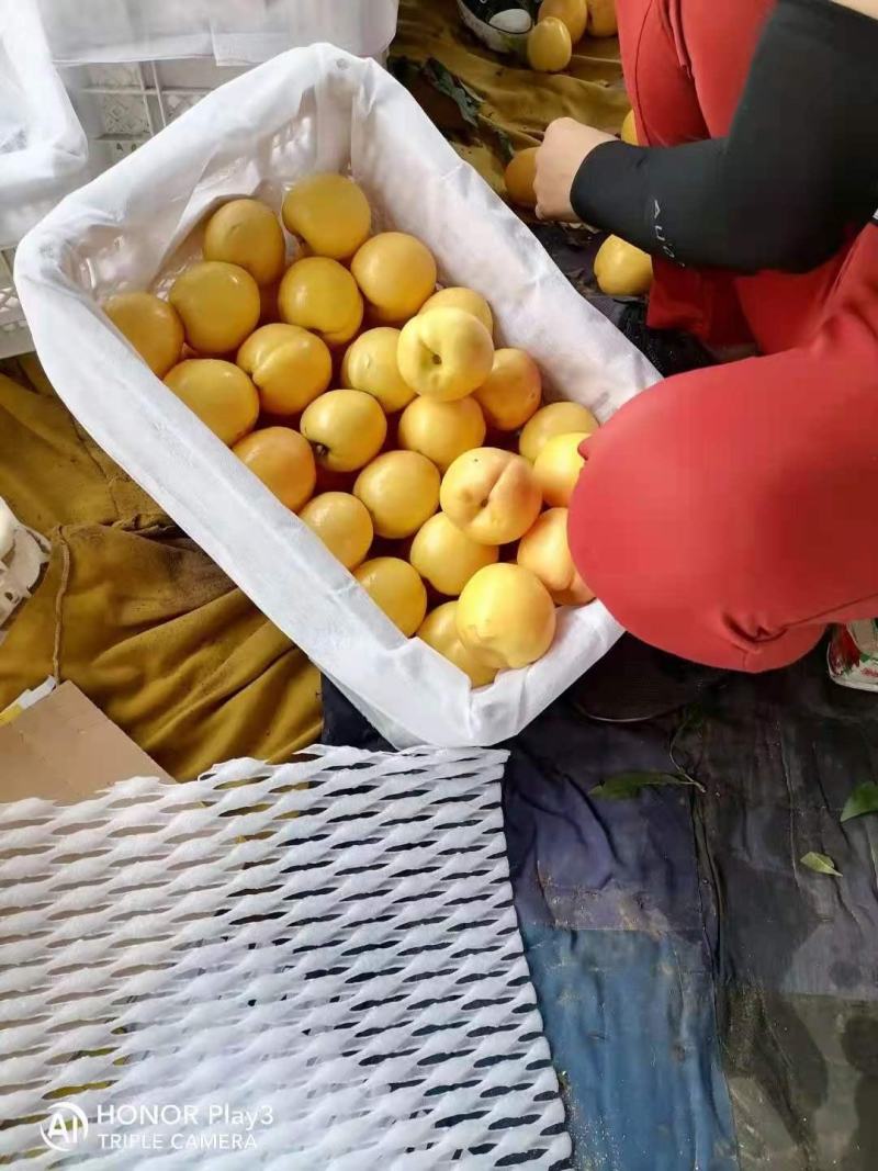 黄油桃上市，，需要老板可以联系我