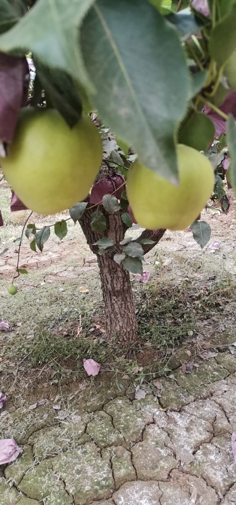 绿宝石新梨七号现在上市，绿宝石青皮白皮都有，早酥梨大量现