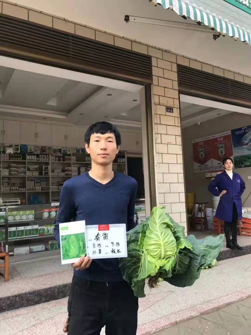 万众春雷，牛心包甘蓝种子，四川种都种业生产
