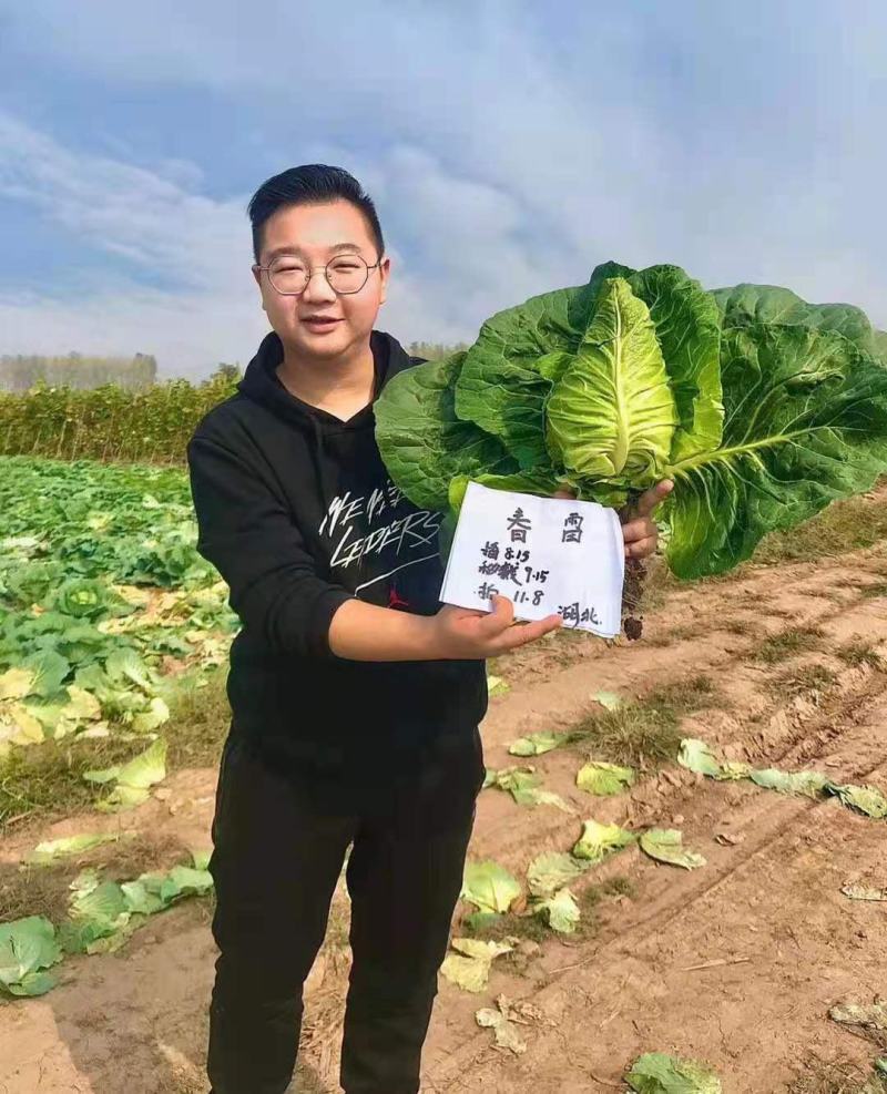 万众春雷，牛心包甘蓝种子，四川种都种业生产