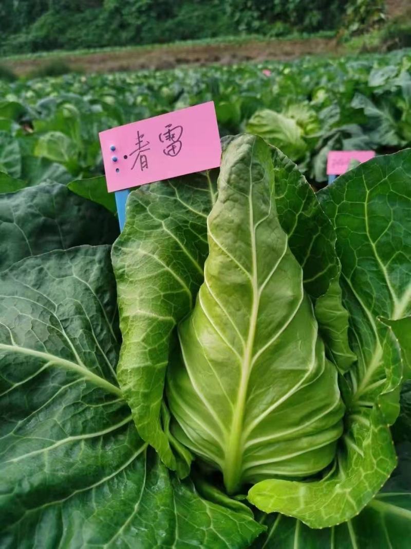 万众春雷，牛心包甘蓝种子，四川种都种业生产