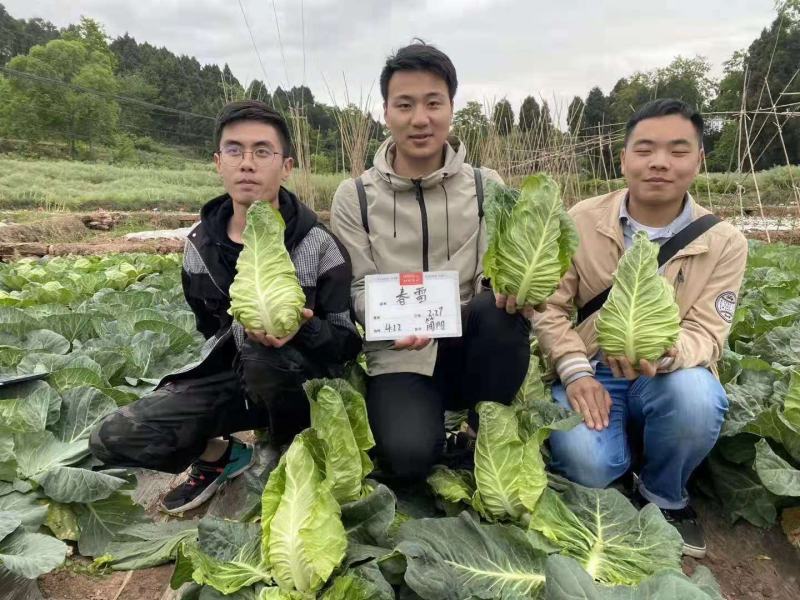 万众春雷，牛心包甘蓝种子，四川种都种业生产