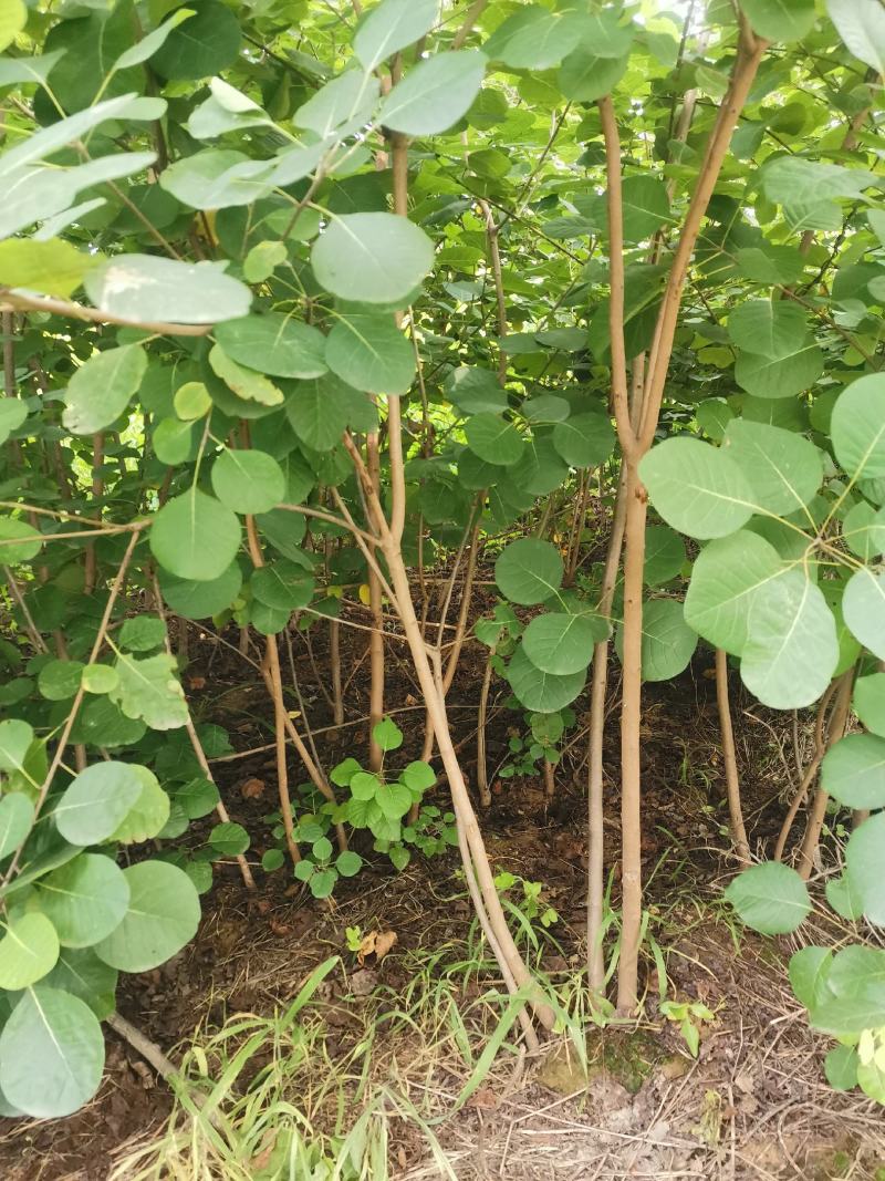 黄栌苗0.5-3公分黄栌黄栌小苗黄栌苗黄栌树苗