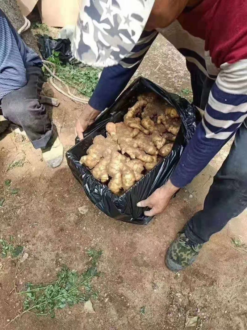 江苏优质大黄姜，加工水洗中，一手货源，质量保证，