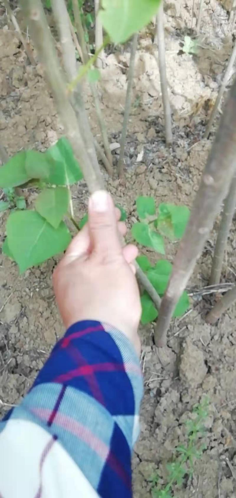 乌桕苗乌桕小苗乌桕树苗乌桕树丛生乌桕树苗