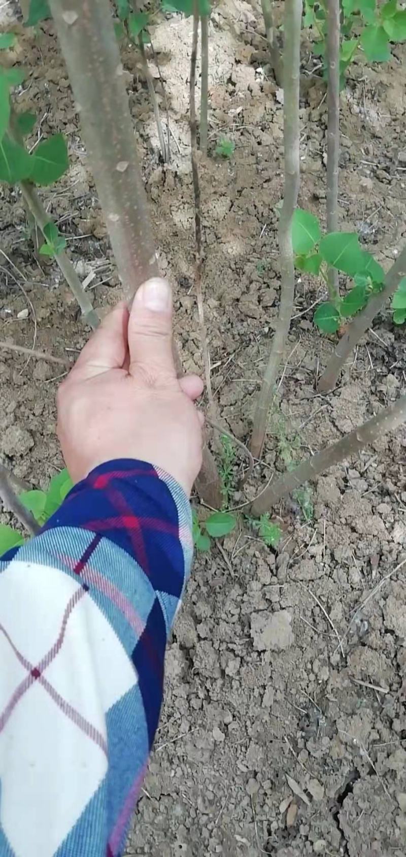 乌桕苗乌桕小苗乌桕树苗乌桕树丛生乌桕树苗