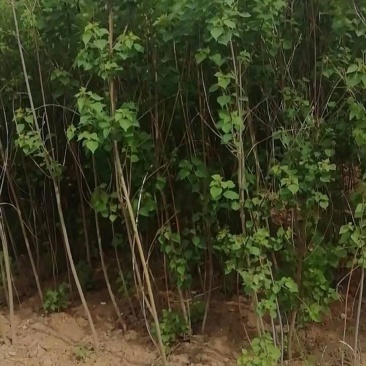 乌桕苗乌桕小苗乌桕树苗乌桕树丛生乌桕树苗