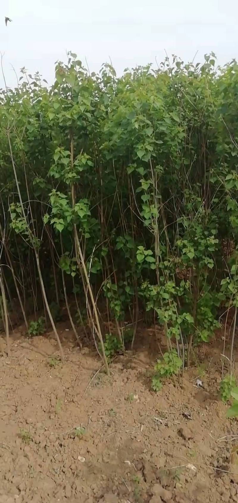 乌桕苗乌桕小苗乌桕树苗乌桕树丛生乌桕树苗