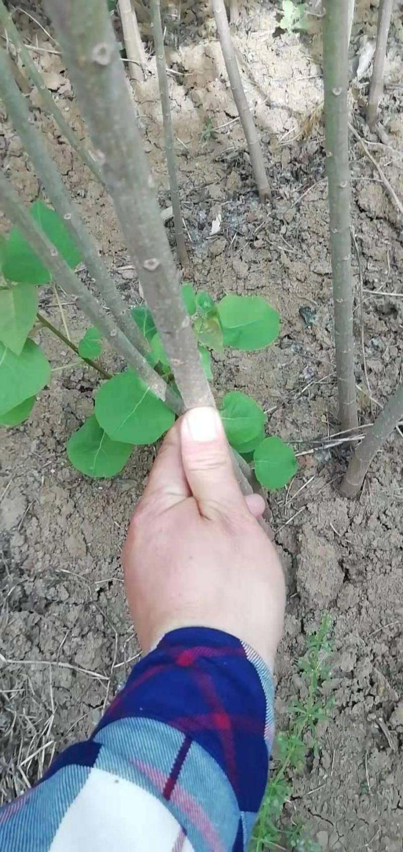乌桕苗乌桕小苗乌桕树苗乌桕树丛生乌桕树苗