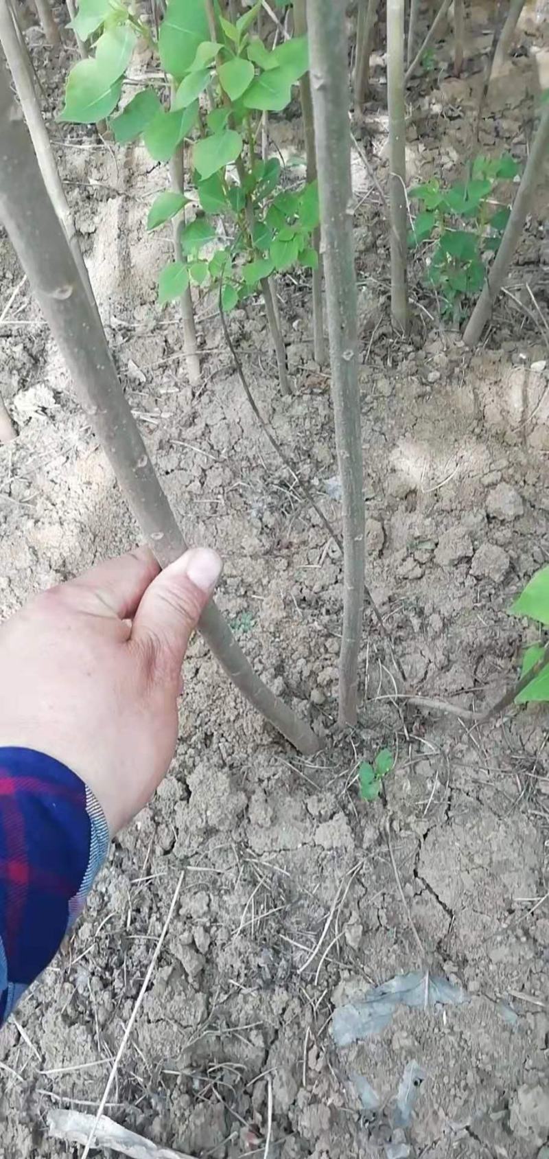 乌桕苗乌桕小苗乌桕树苗乌桕树丛生乌桕树苗