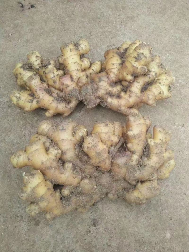 福建优质大黄姜，加工水洗中，一手货源，质量保证，