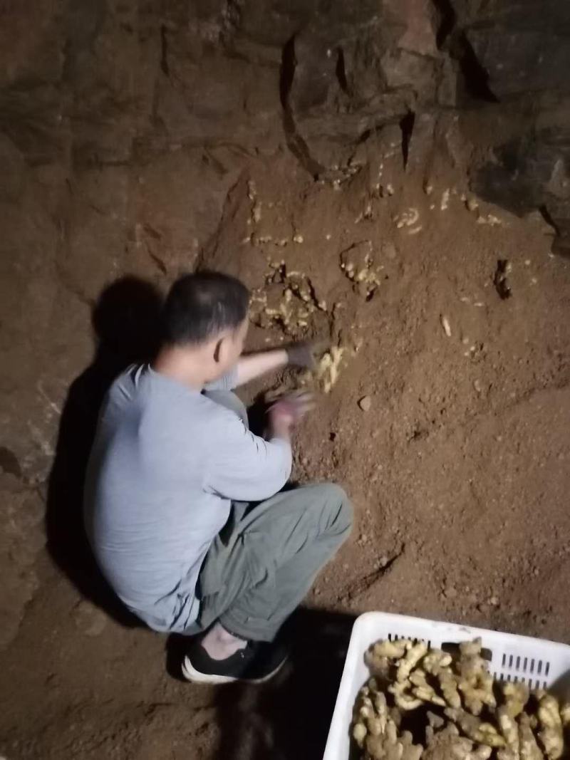 河南优质大黄姜，加工水洗中，一手货源，质量保证，价格美丽