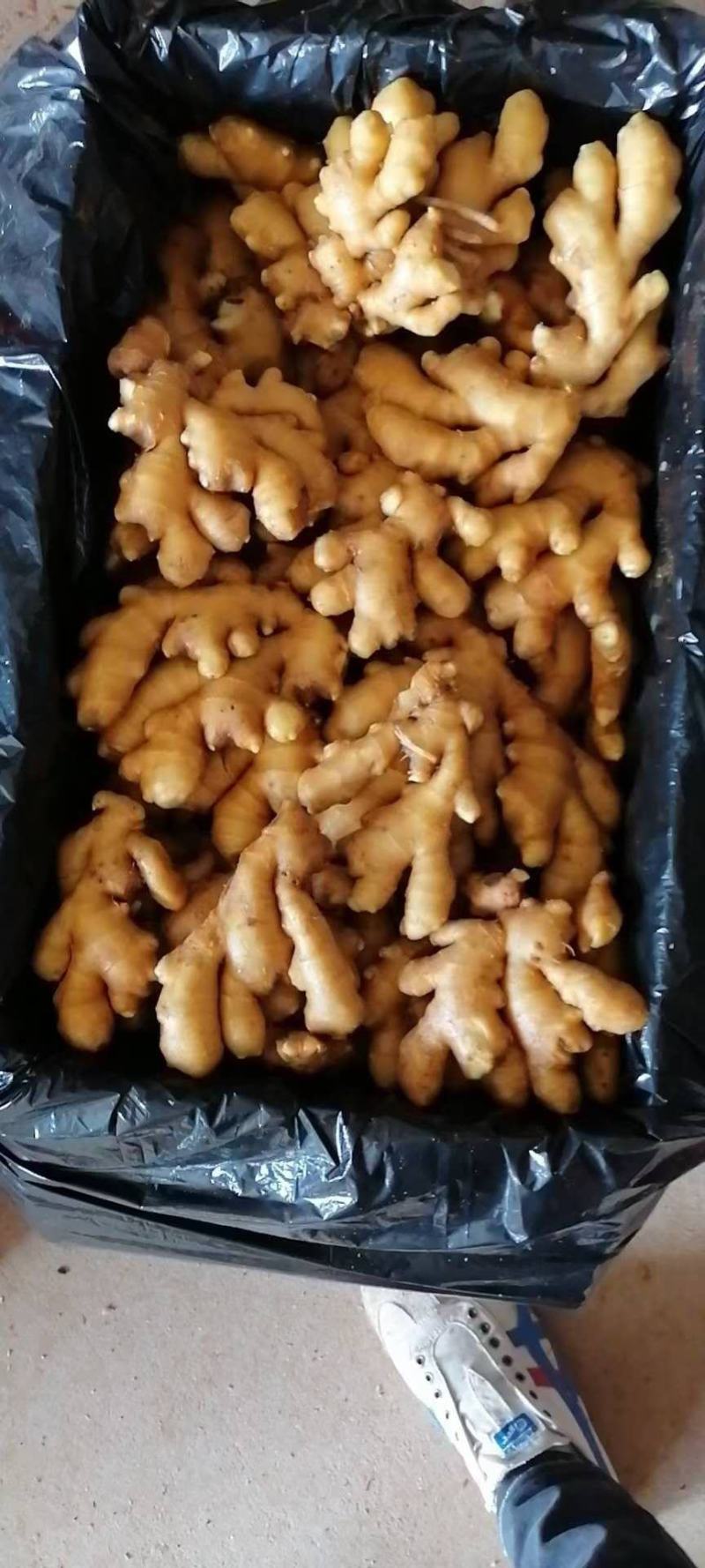 河南优质大黄姜，加工水洗中，一手货源，质量保证，价格美丽