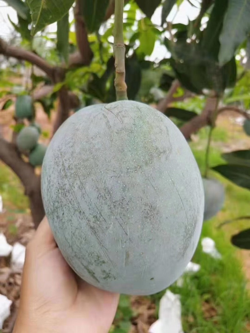 【攀枝花凯特芒】新鲜现摘四川青皮大芒果大脸芒当季水果代发