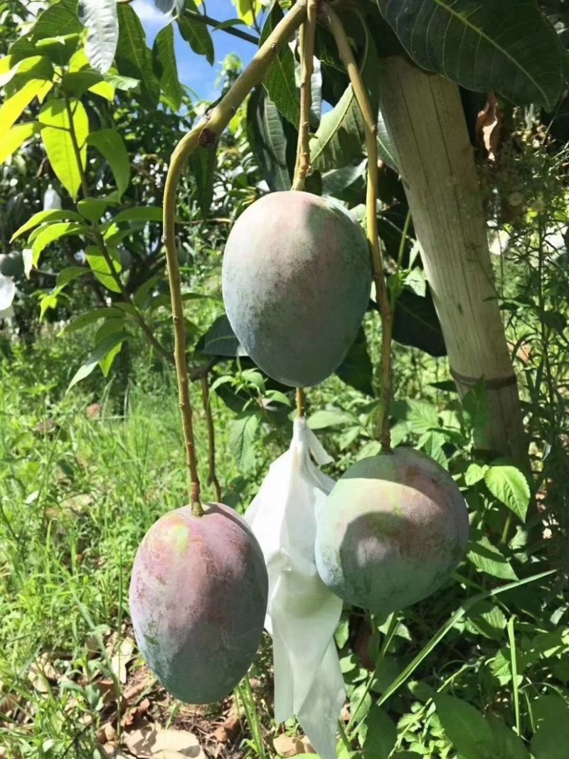 【攀枝花凯特芒】新鲜现摘四川青皮大芒果大脸芒当季水果代发
