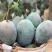 【攀枝花凯特芒】新鲜现摘四川青皮大芒果大脸芒当季水果代发