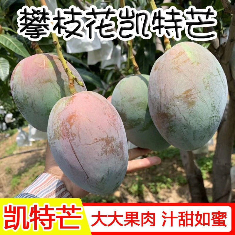 【攀枝花凯特芒】新鲜现摘四川青皮大芒果大脸芒当季水果代发