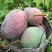 【攀枝花凯特芒】新鲜现摘四川青皮大芒果大脸芒当季水果代发