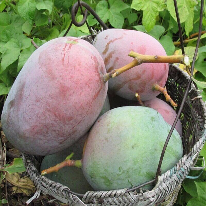 【攀枝花凯特芒】新鲜现摘四川青皮大芒果大脸芒当季水果代发